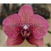 Орхидея 2 ветки (Egyptian-Queen)